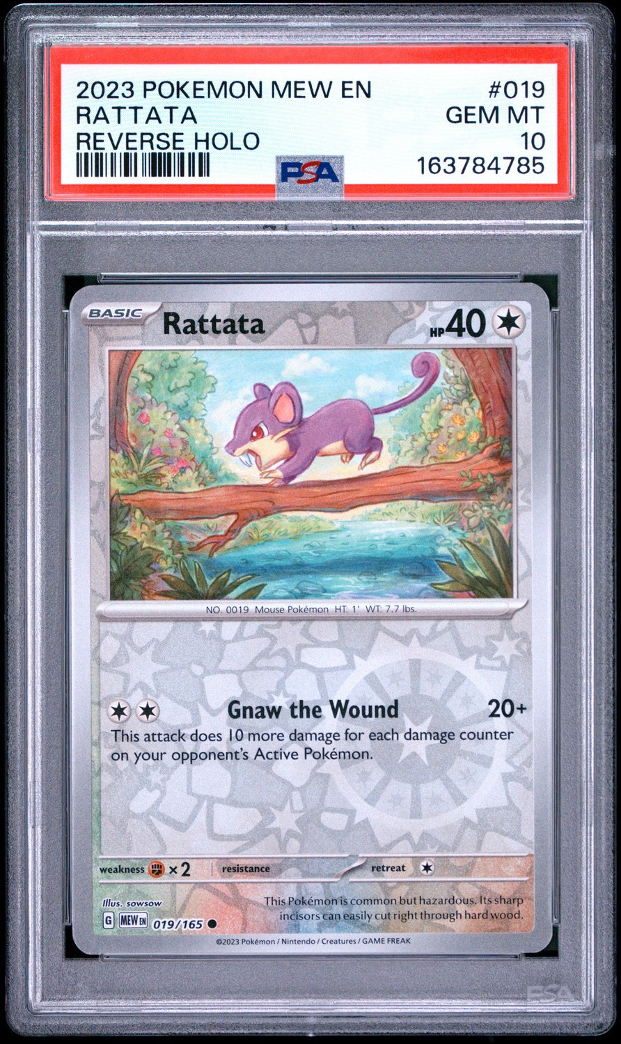 Rattata