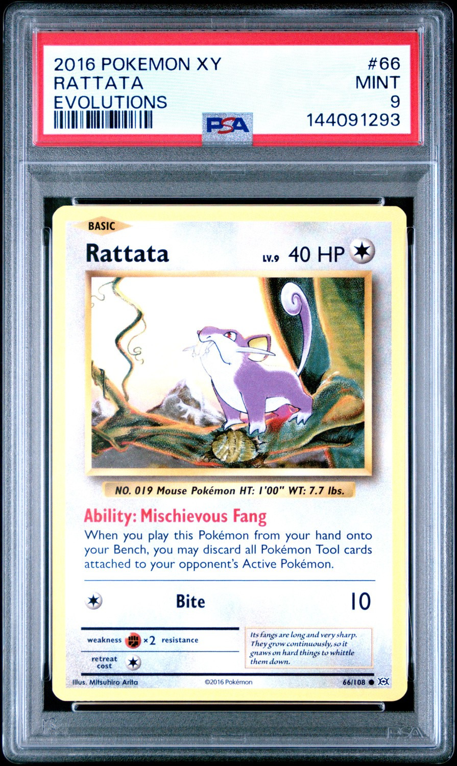 Rattata