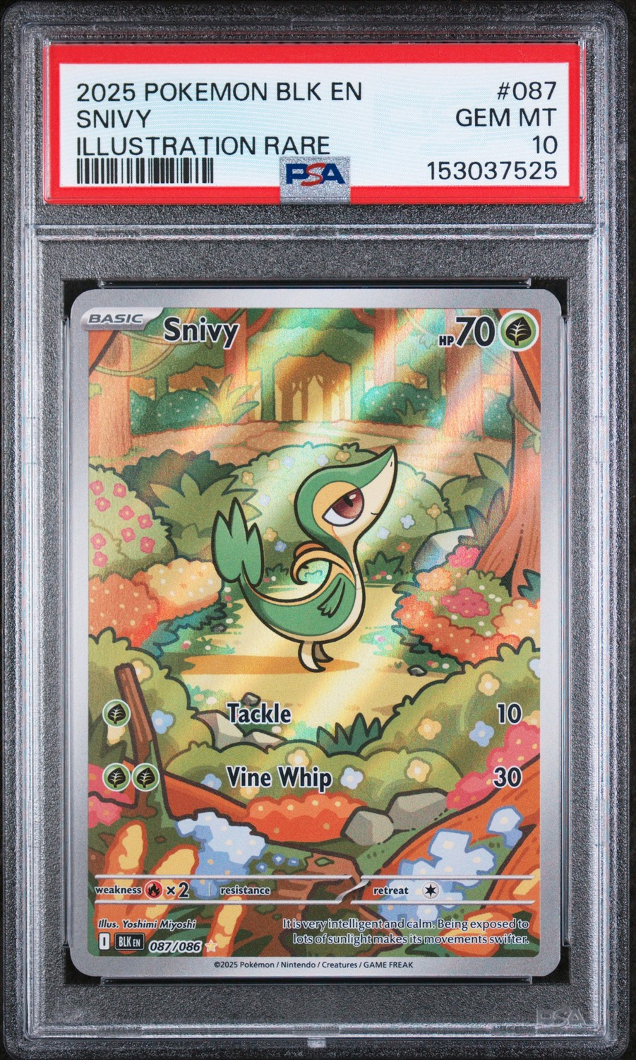 Snivy
