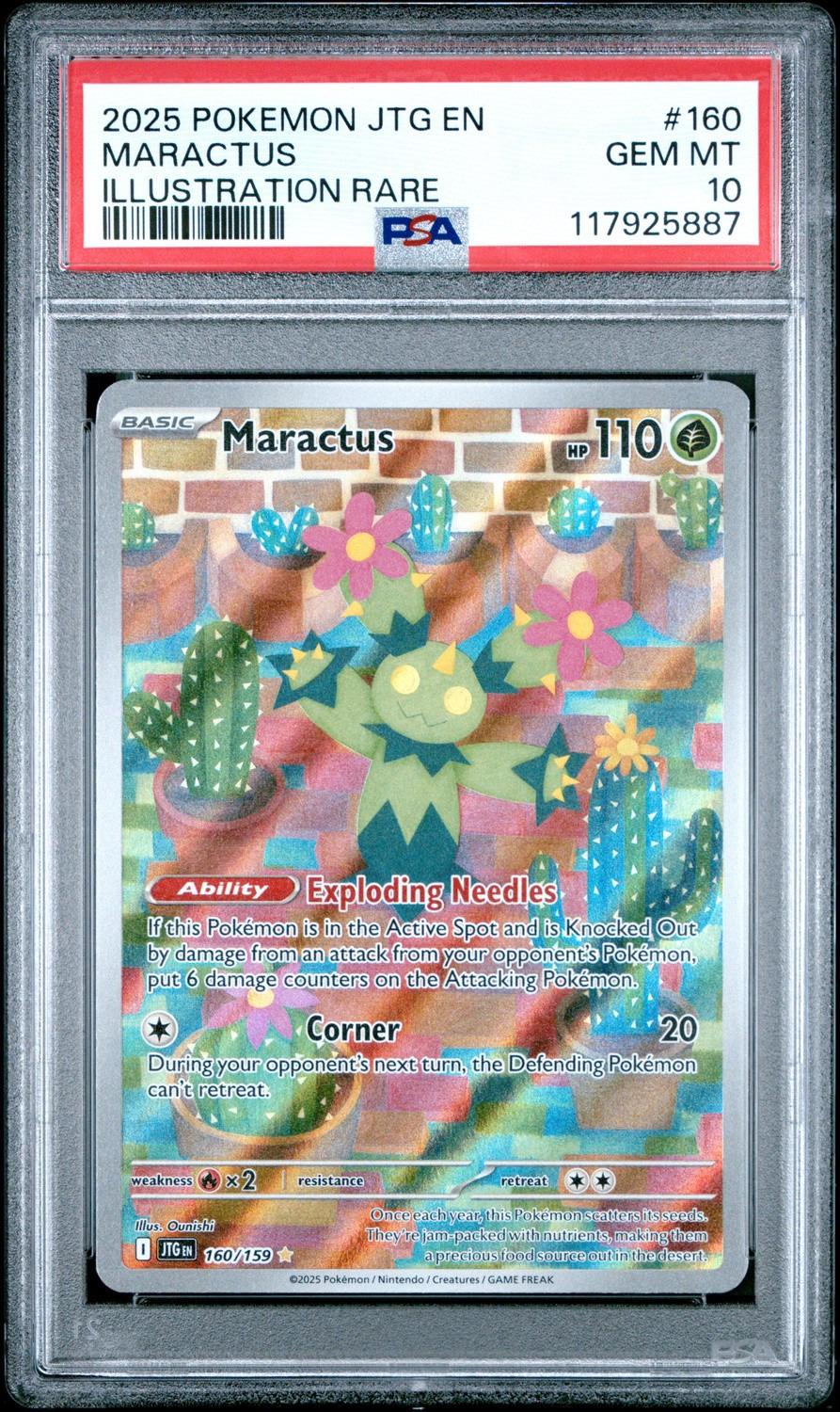 Maractus