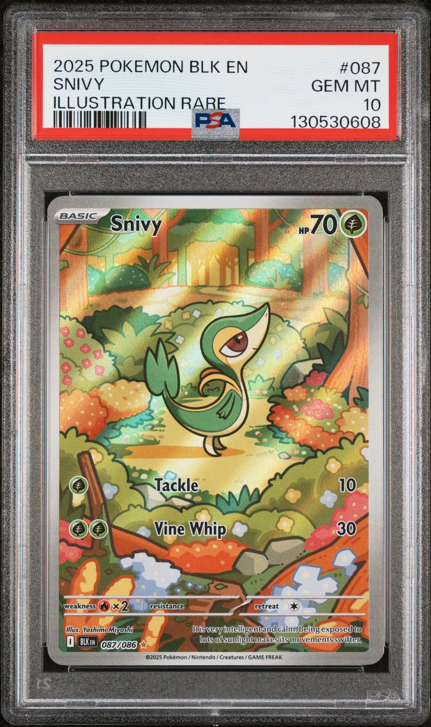 Snivy