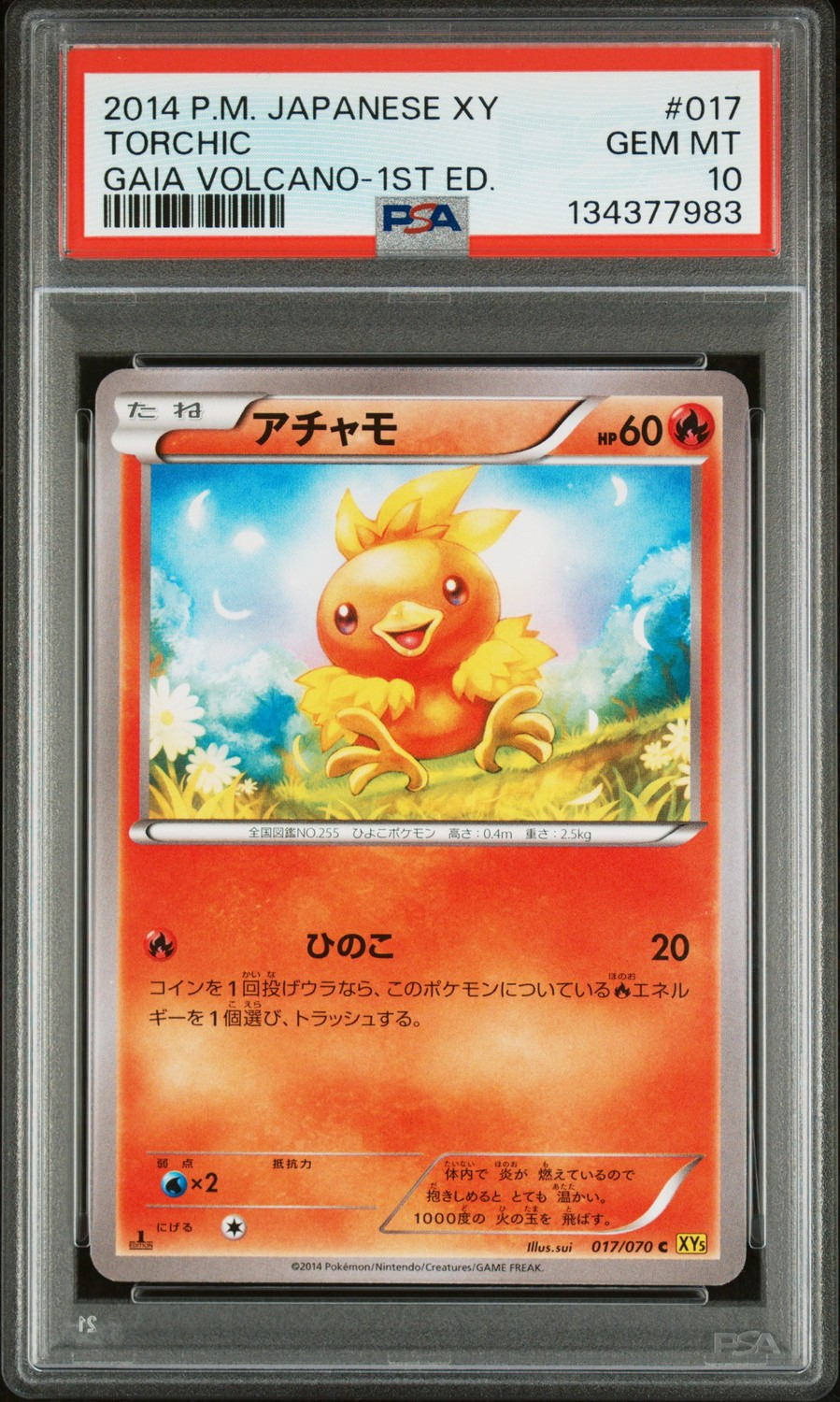 Torchic