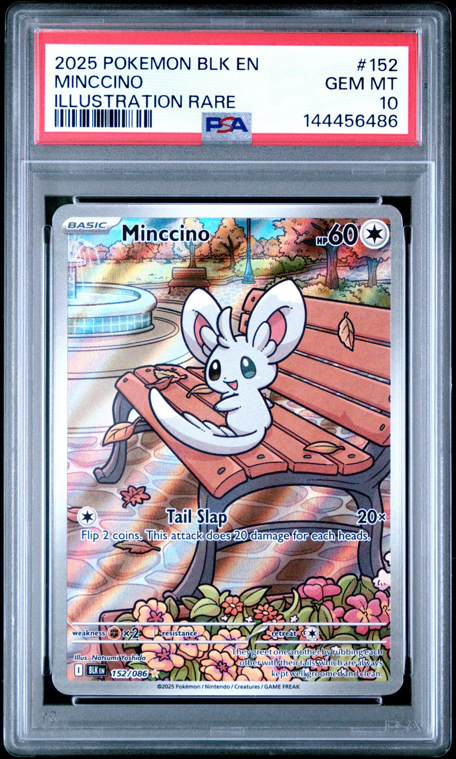 Minccino