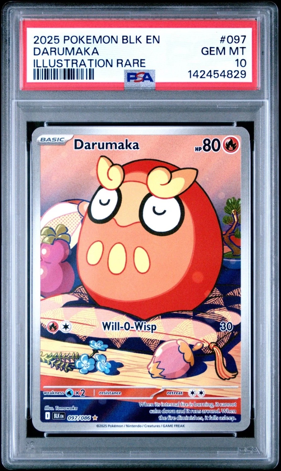 Darumaka