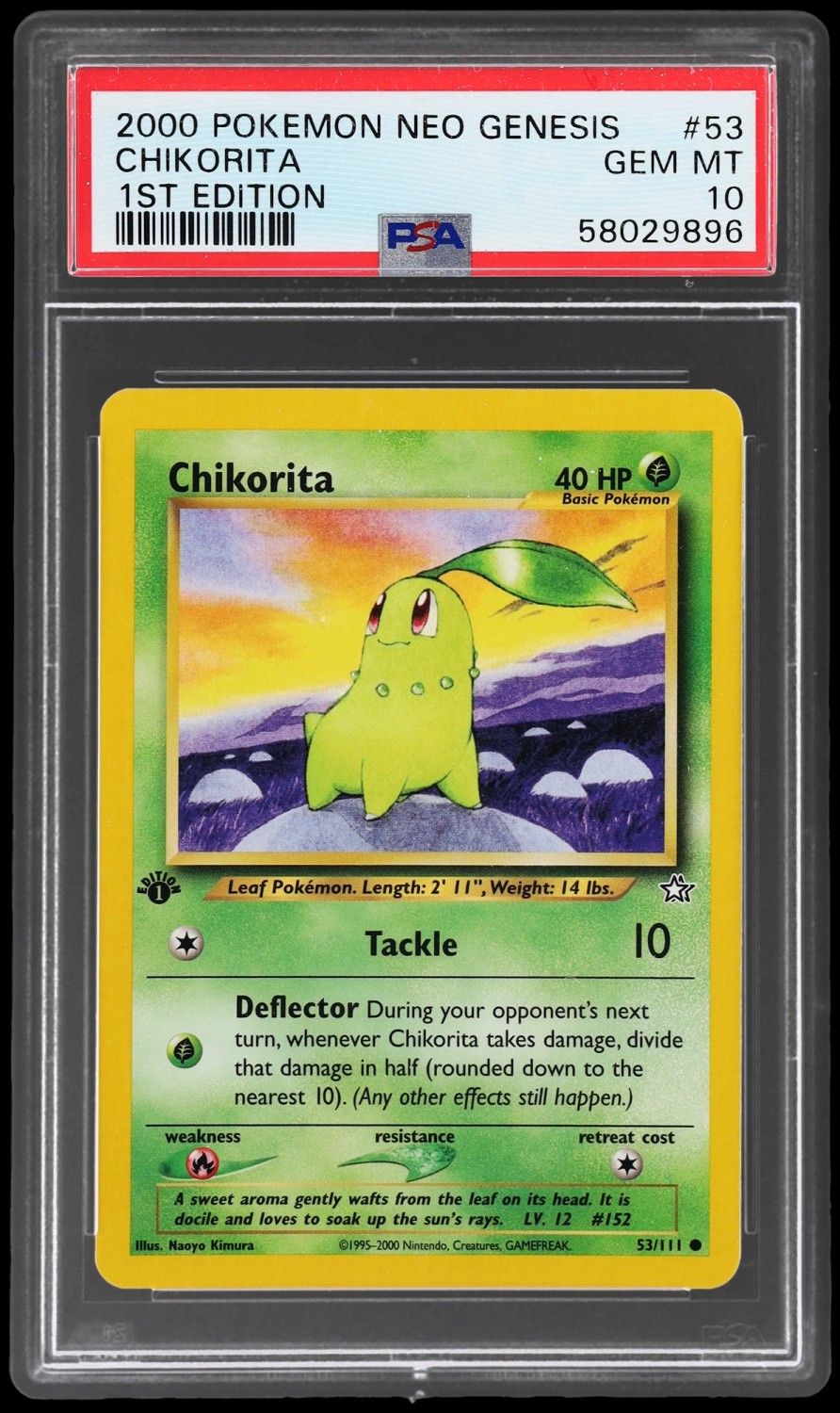 Chikorita
