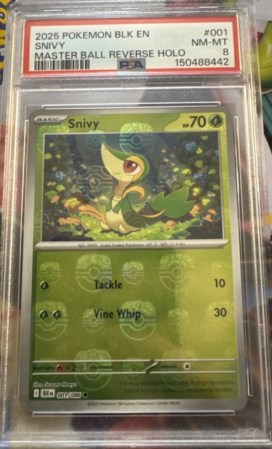 Snivy