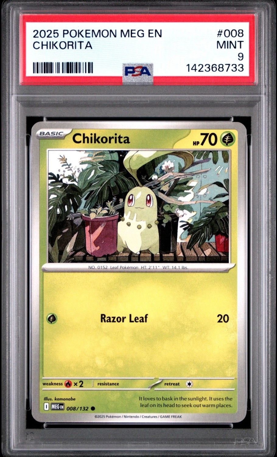 Chikorita