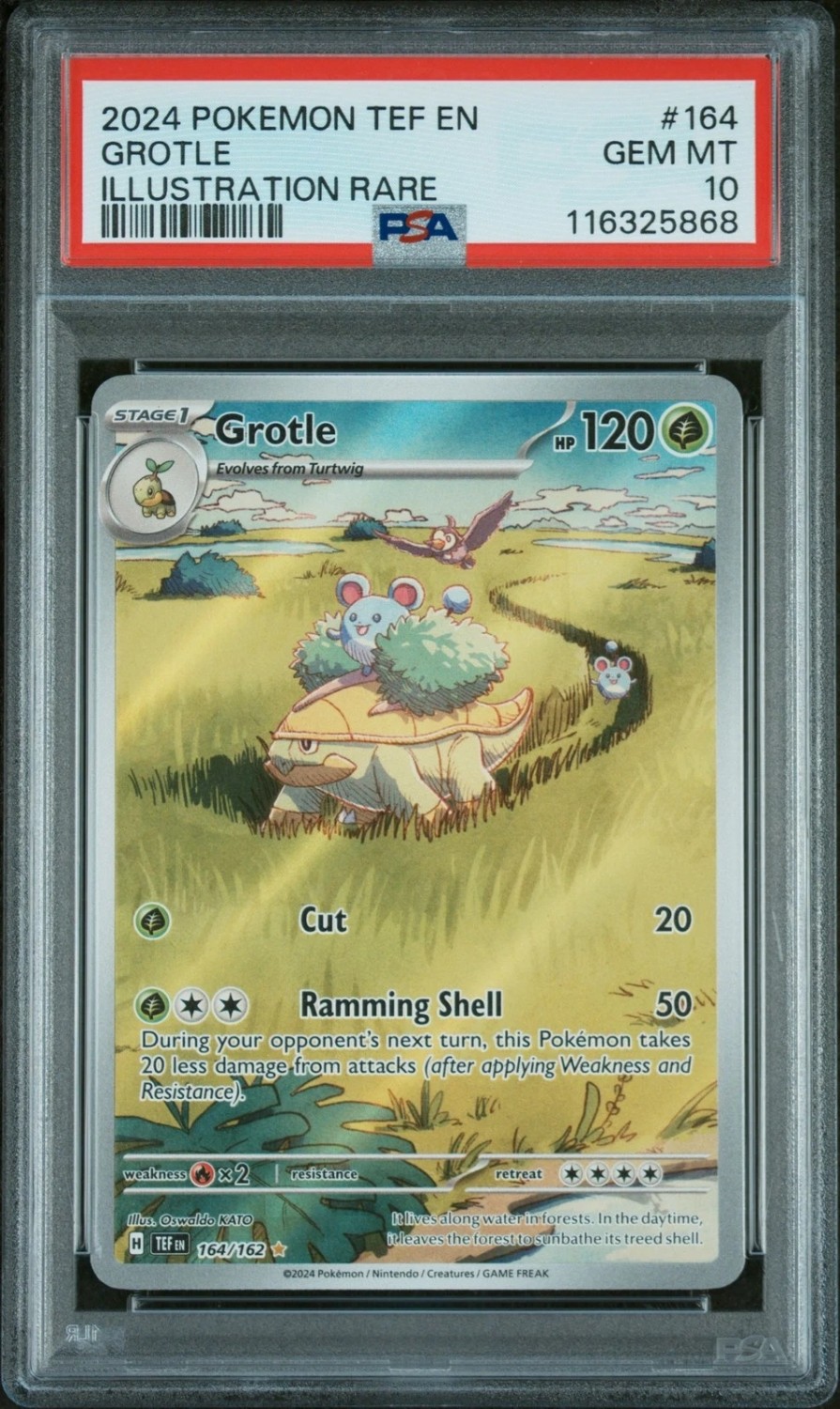 Grotle