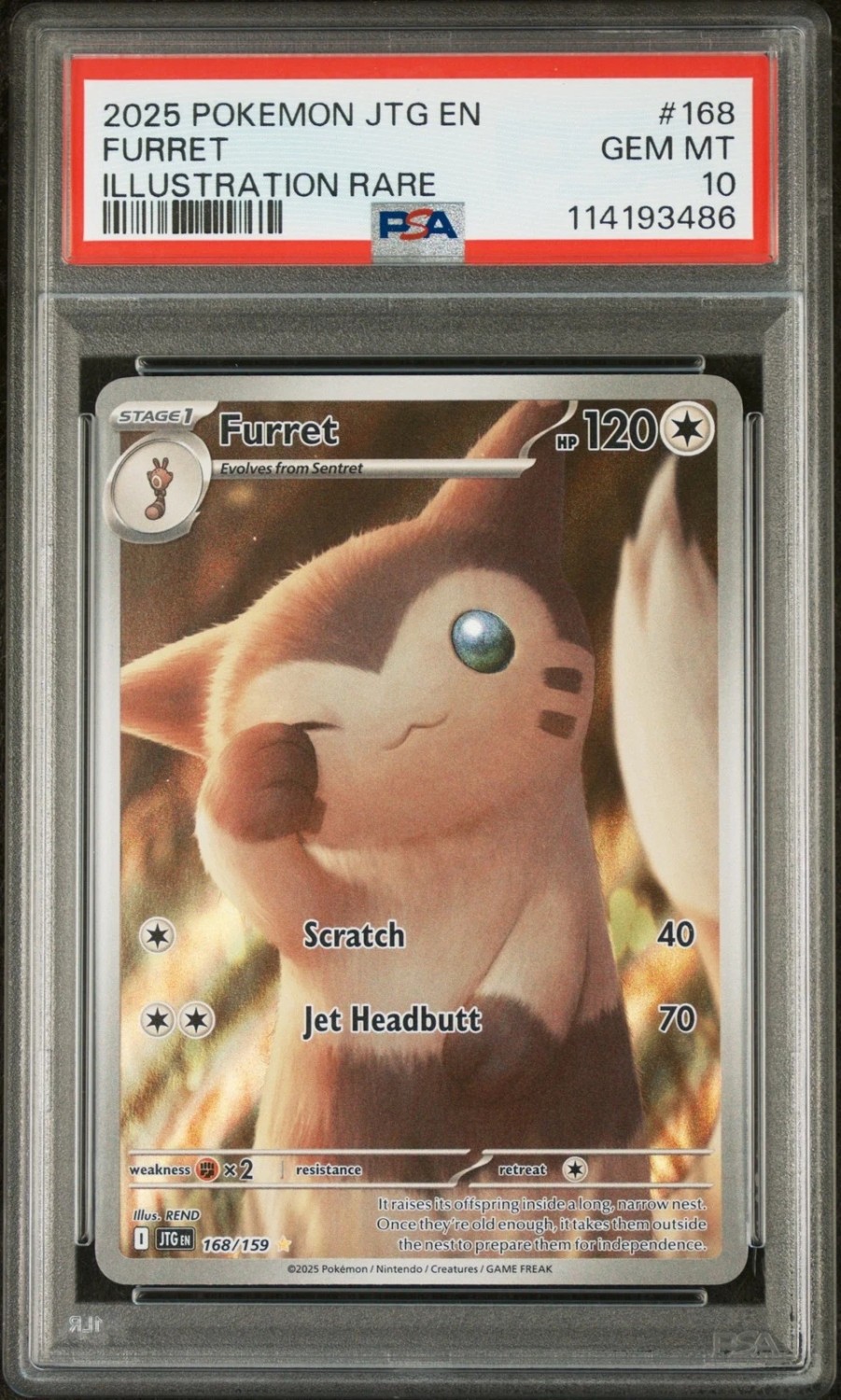 Furret