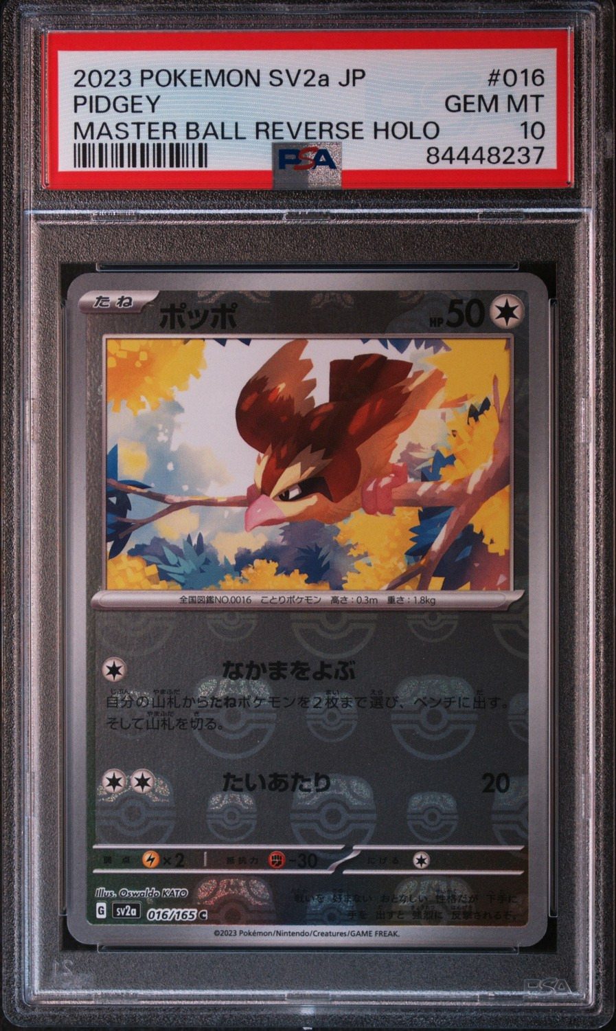 Pidgey