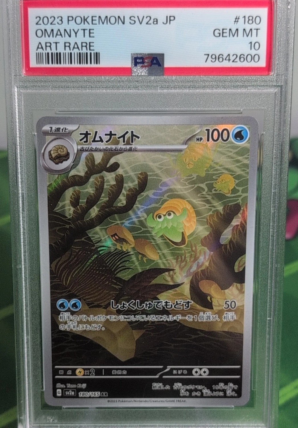 Omanyte