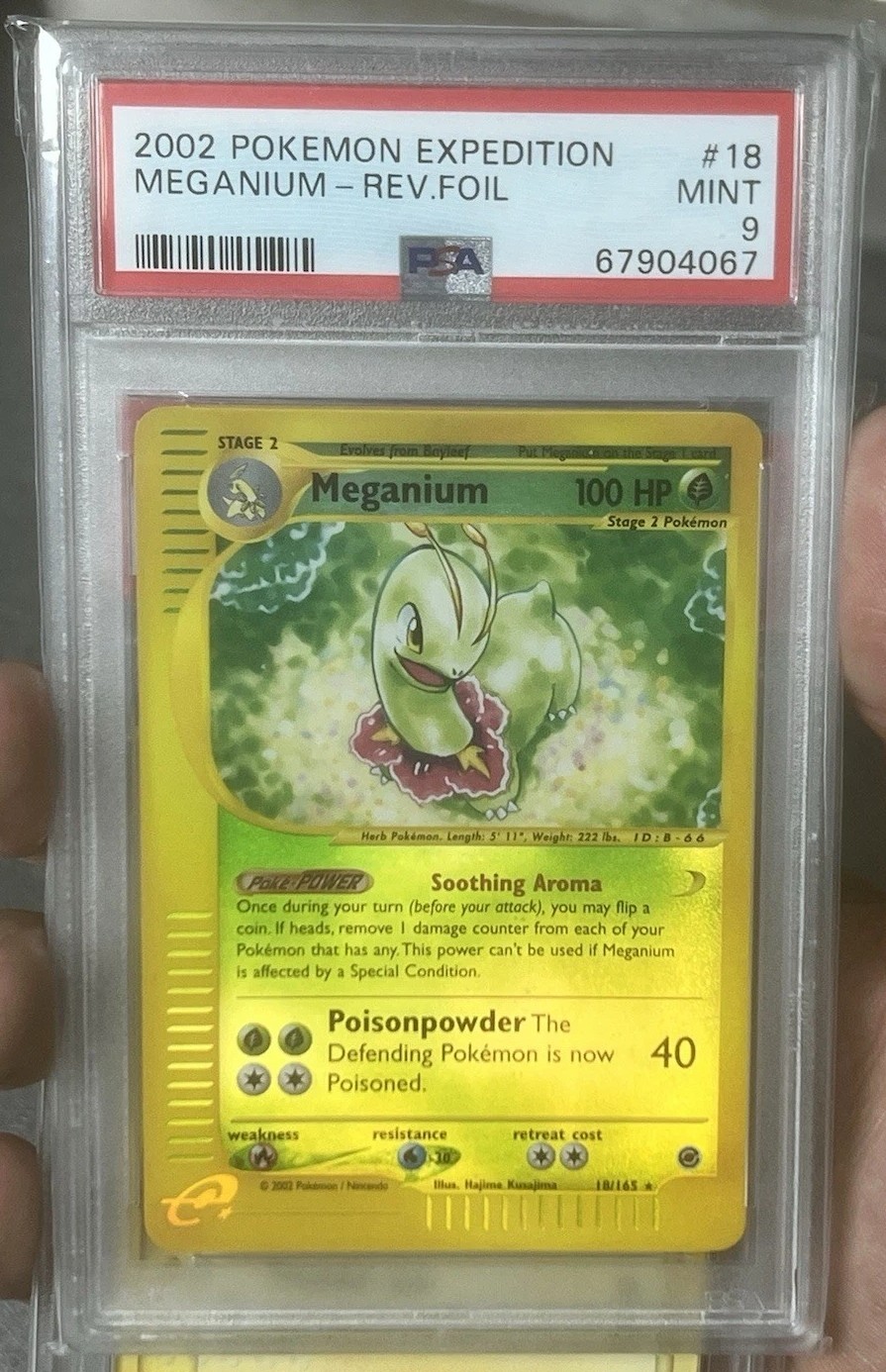 Meganium