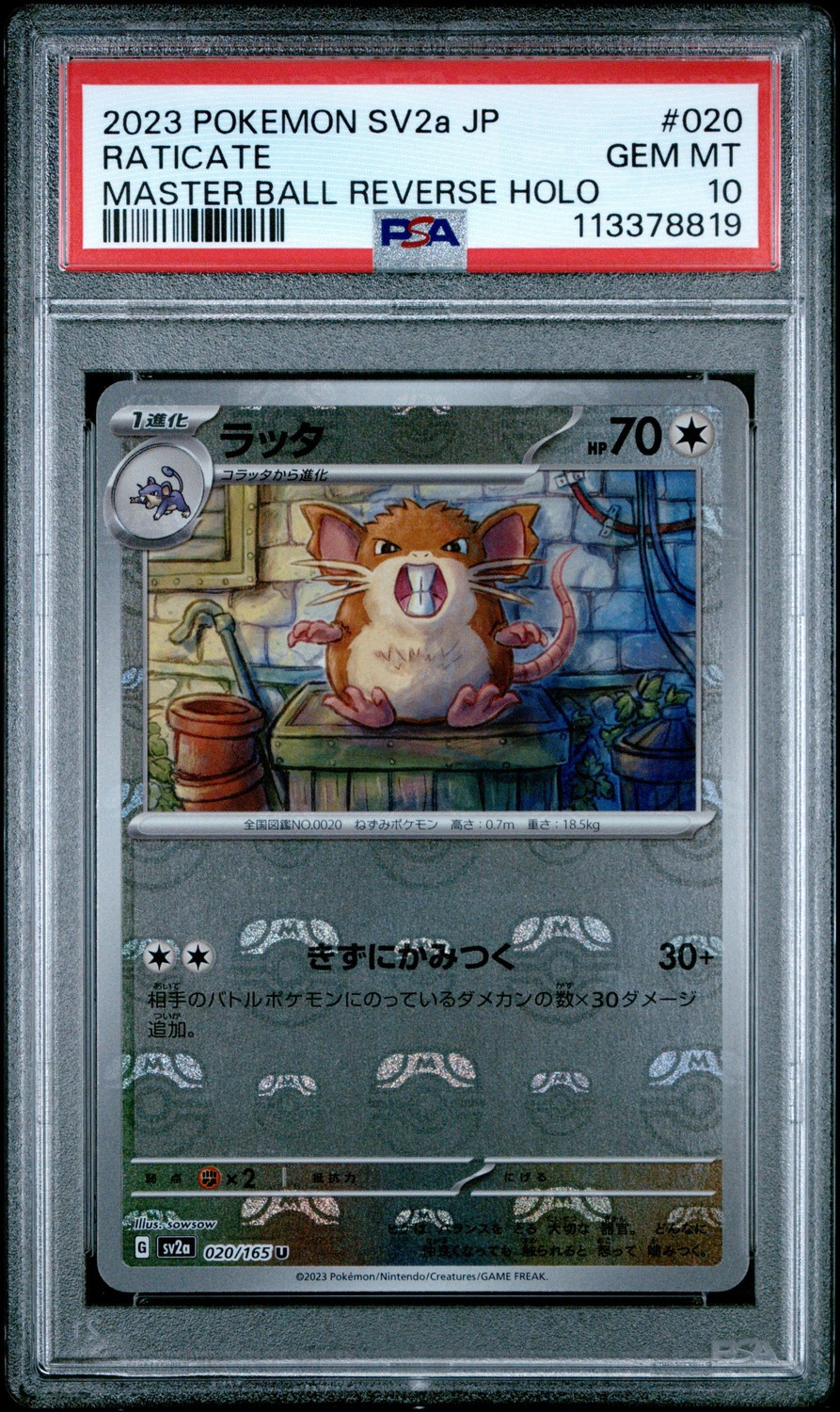 Raticate
