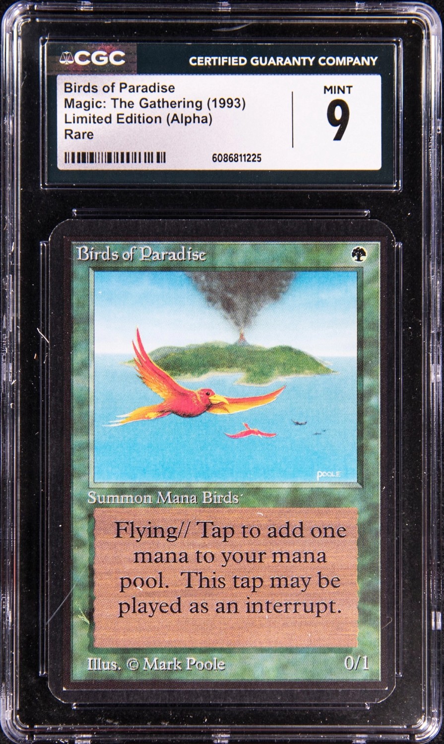 Birds of Paradise