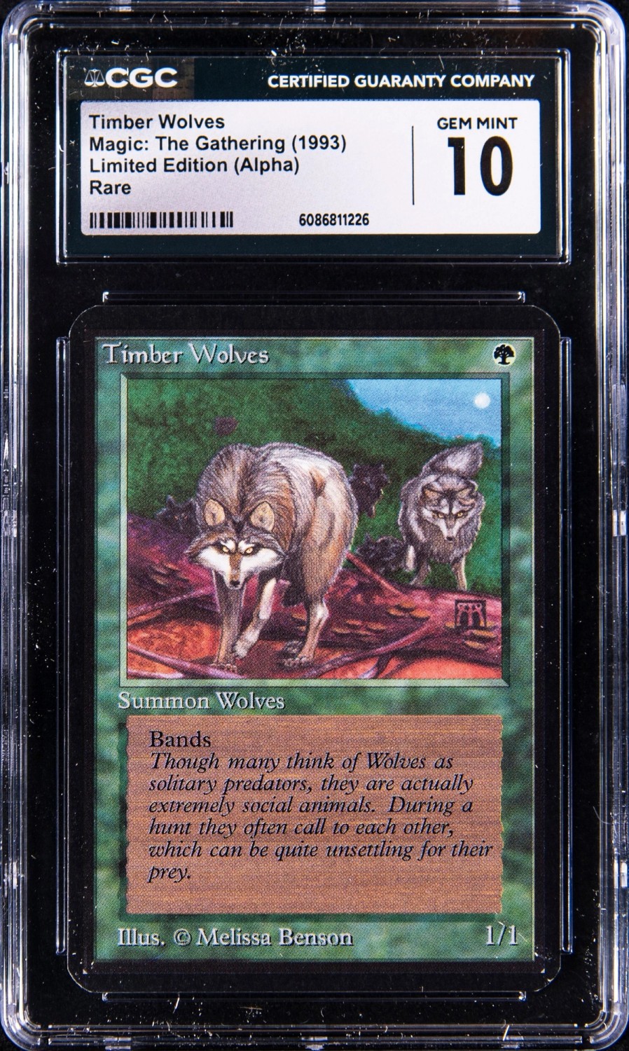 Timber Wolves