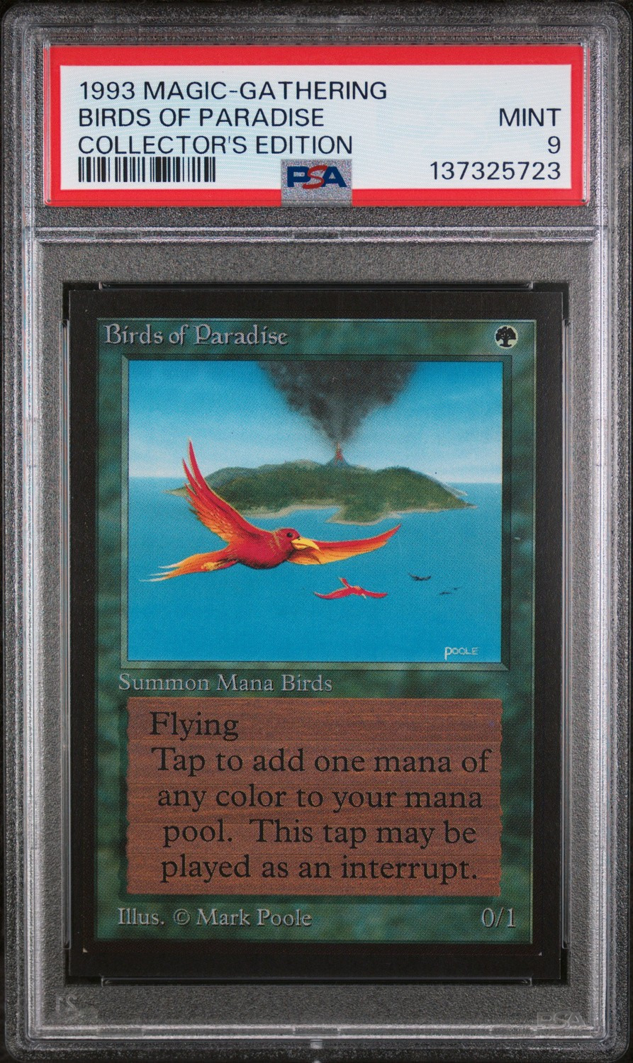 Birds of Paradise