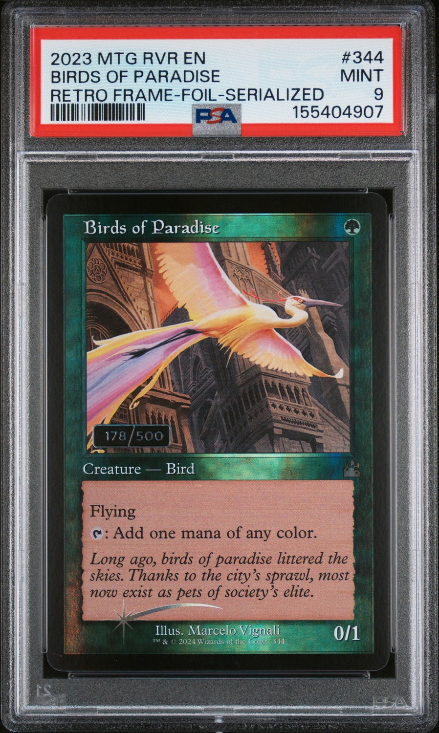 Birds Of Paradise