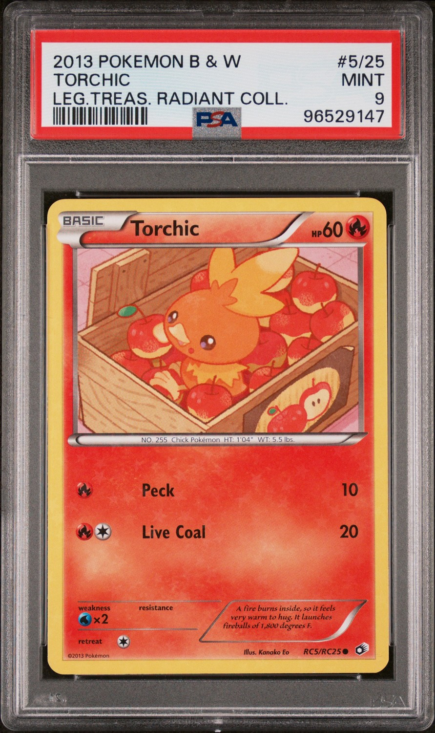 Torchic