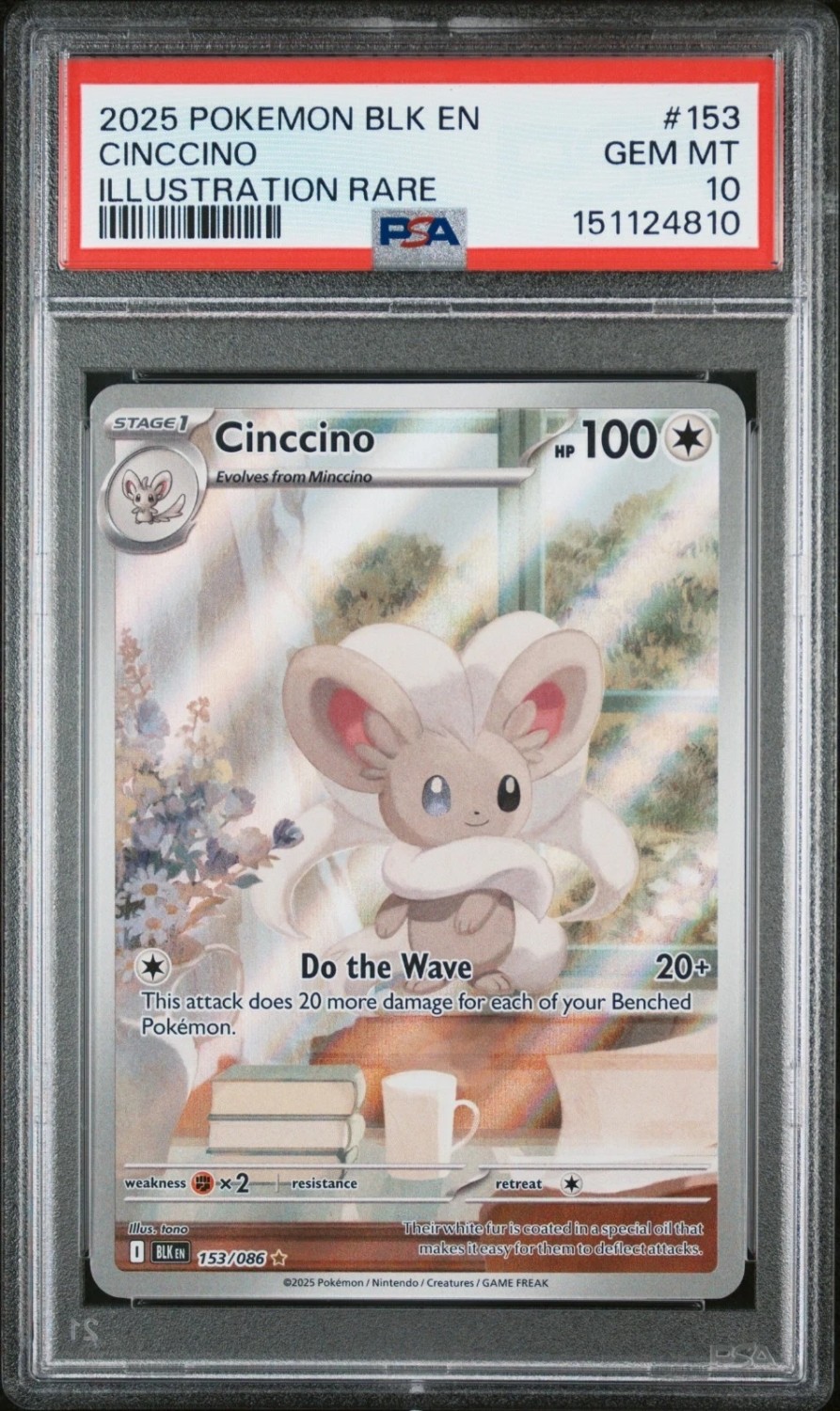 Cinccino