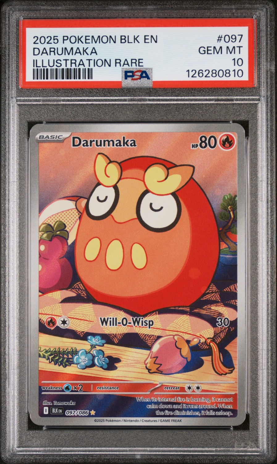 Darumaka