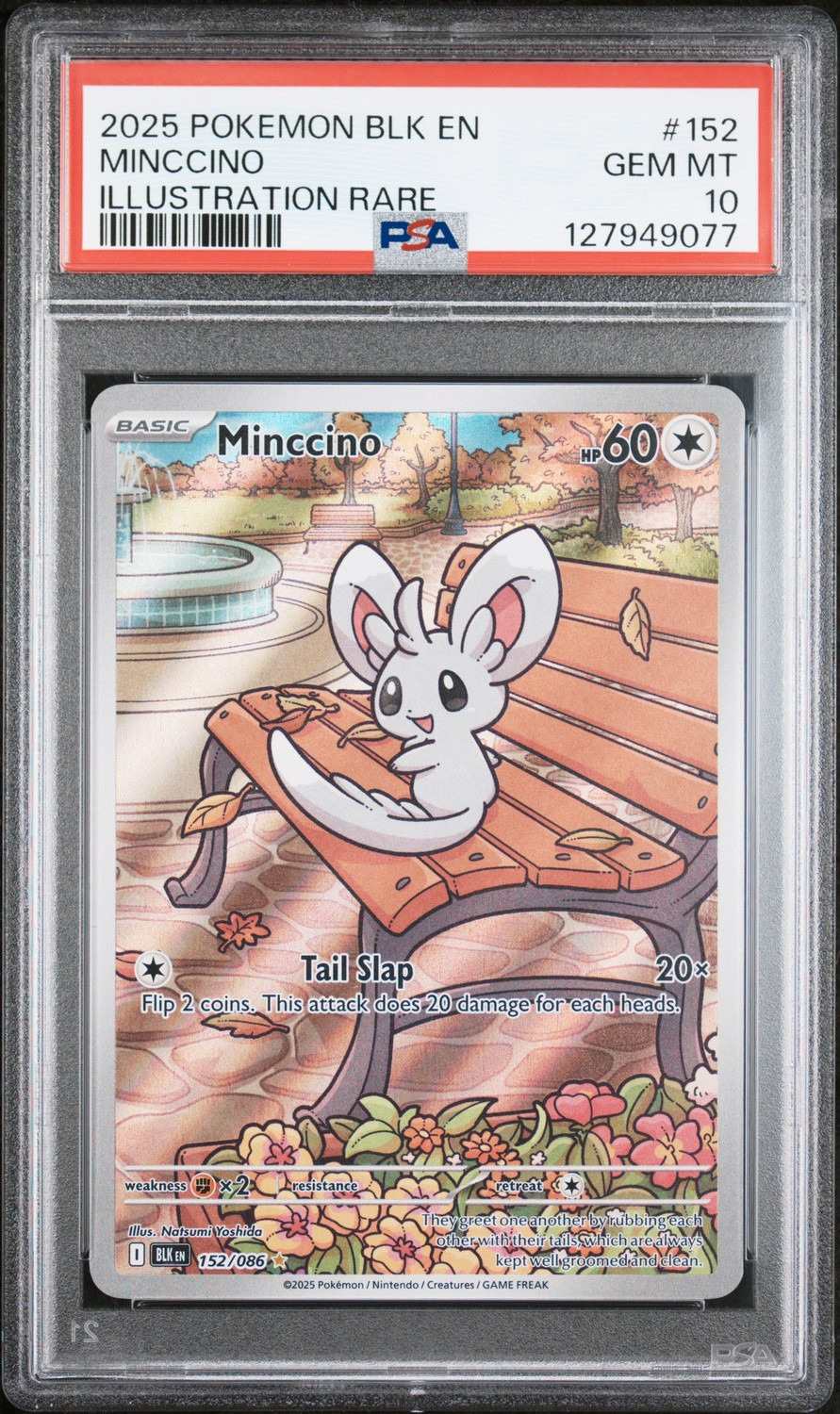 Minccino